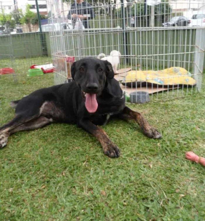 Cachorro ra a SRD idade 2 anos nome Chokito