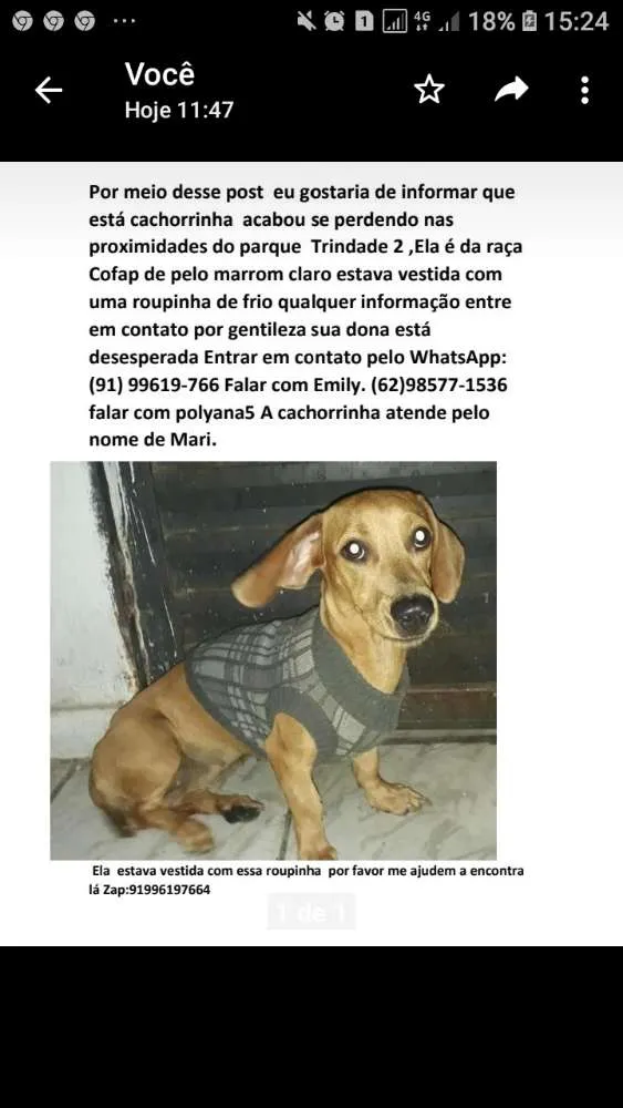 Cachorro ra a cofab idade 7 a 11 meses nome Mariana 