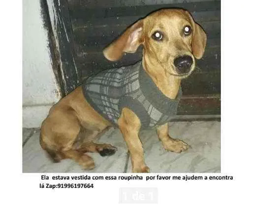 Cachorro ra a cofab idade 7 a 11 meses nome Mariana 