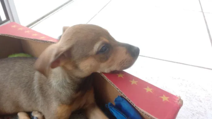 Cachorro raça Sem Raça Definida idade 2 a 6 meses nome Filhote fofa