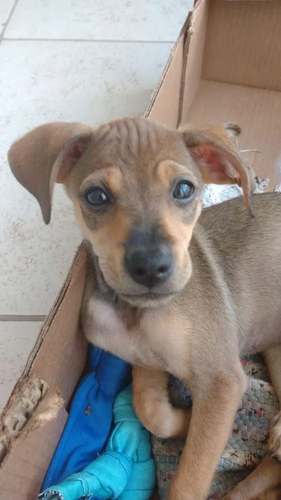 Cachorro raça Sem Raça Definida idade 2 a 6 meses nome Filhote fofa