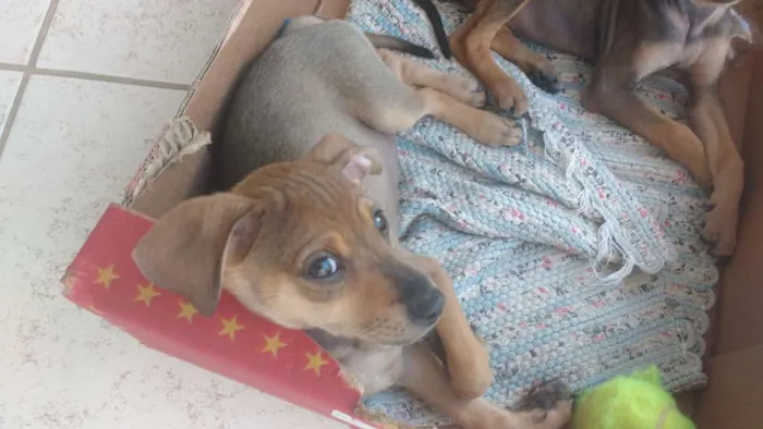 Cachorro raça Sem Raça Definida idade 2 a 6 meses nome Filhote fofa