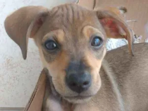 Cachorro raça Sem Raça Definida idade 2 a 6 meses nome Filhote fofa