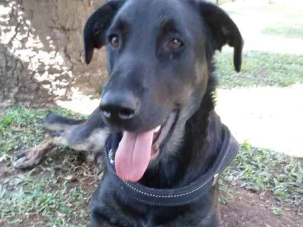 Cachorro ra a SRD idade 2 anos nome Chokito