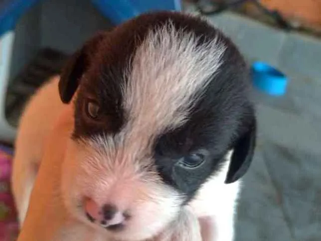 Cachorro ra a SRD idade Abaixo de 2 meses nome Não tem nome