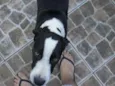Samantha