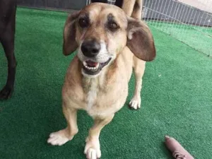 Cachorro raça srd idade 5 anos nome Tayson