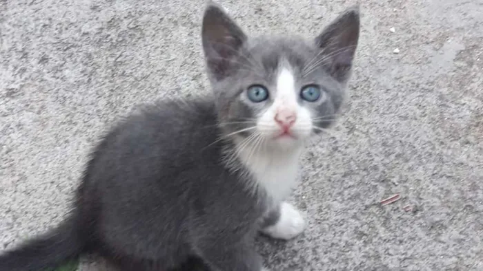 Gato ra a SRD idade 2 a 6 meses nome Dave