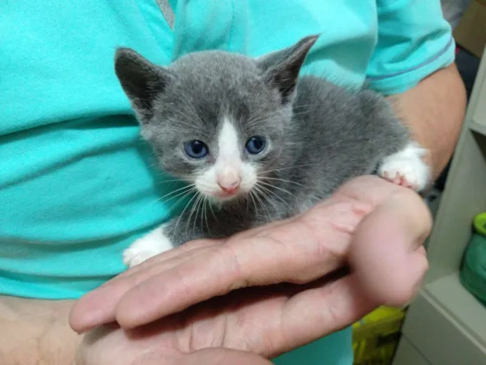Gato ra a SRD idade 2 a 6 meses nome Dave