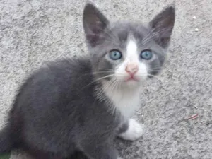 Gato raça SRD idade 2 a 6 meses nome Dave