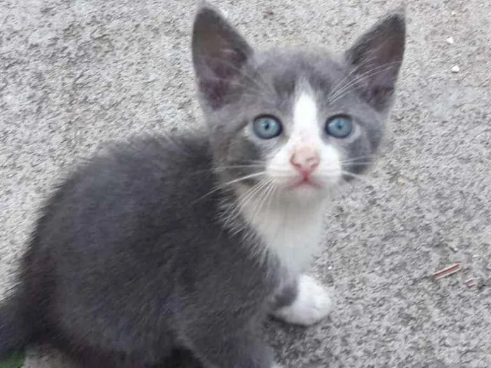 Gato ra a SRD idade 2 a 6 meses nome Dave