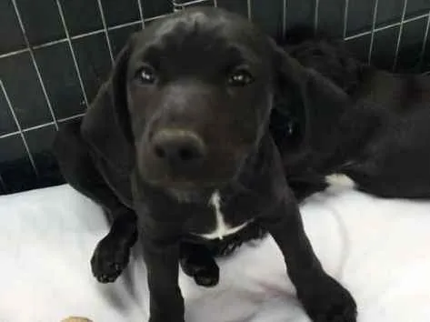 Cachorro ra a SRD idade 2 a 6 meses nome Nico
