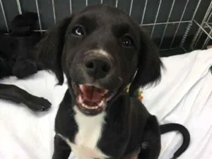 Cachorro raça srd idade 2 a 6 meses nome Nyx