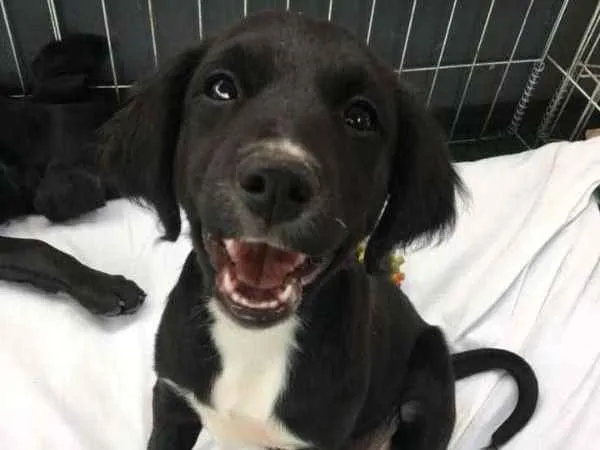 Cachorro ra a srd idade 2 a 6 meses nome Nyx