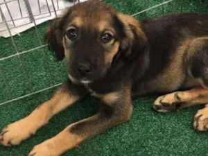 Cachorro raça SRD idade 2 a 6 meses nome Anna
