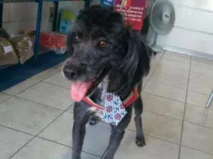 Cachorro raça poodle idade 7 a 11 meses nome Nick 