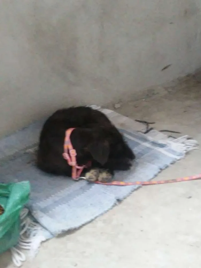 Cachorro ra a Viralata idade 2 a 6 meses nome Banguela