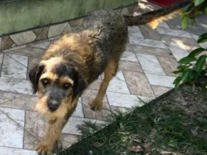 Cachorro raça srd idade 1 ano nome Lordy
