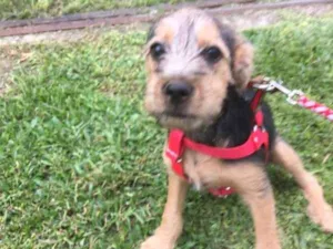Cachorro raça SRD idade 2 a 6 meses nome Hana