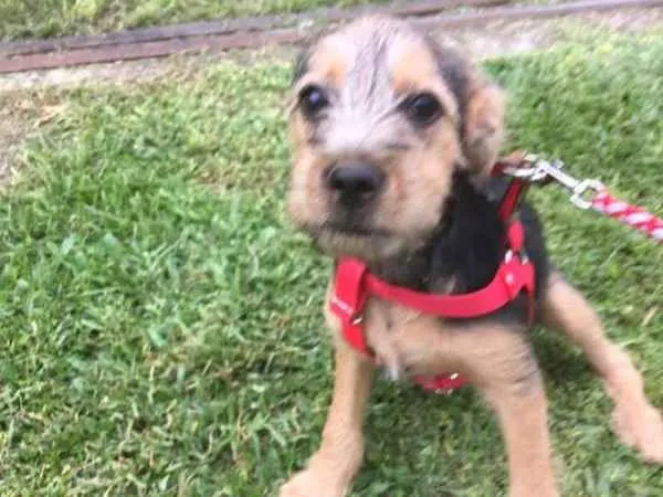 Cachorro ra a SRD idade 2 a 6 meses nome Hana
