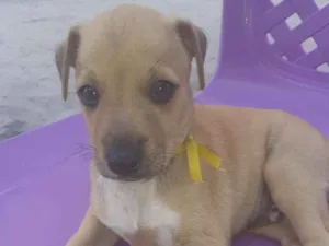 Cachorro raça  idade 2 a 6 meses nome Billy