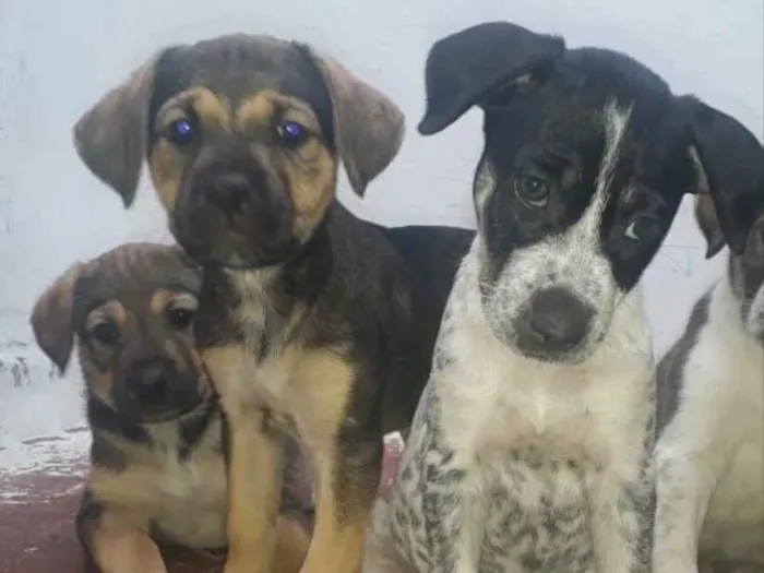 Cachorro ra a Vira lata  idade Abaixo de 2 meses nome Ainda nao tem 