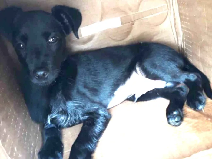 Cachorro ra a Sem raça definida  idade 2 a 6 meses nome Bob