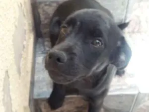 Cachorro raça Sem Raça Definida idade 2 a 6 meses nome Não Possui Nome