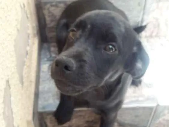 Cachorro ra a Sem Raça Definida idade 2 a 6 meses nome Não Possui Nome