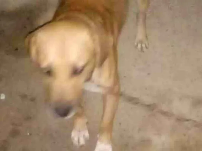 Cachorro ra a Indefinida idade 3 anos nome Bocão