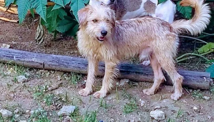 Cachorro ra a Vira Lata idade 1 ano nome Lucky