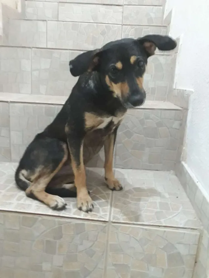 Cachorro ra a SRD idade 1 ano nome Mell