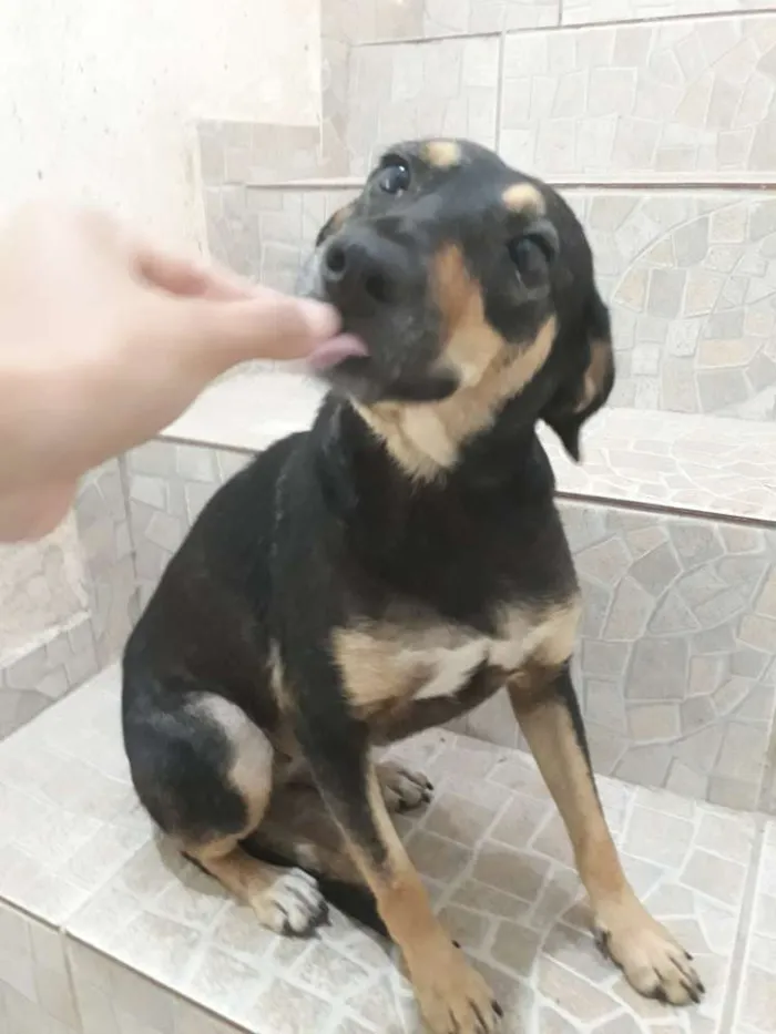 Cachorro ra a SRD idade 1 ano nome Mell