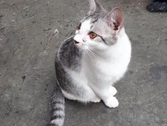 Gato ra a Sem raça idade 2 a 6 meses nome Defini como “Loki”