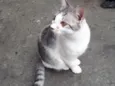 Defini como “Loki”