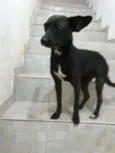 Neguinha