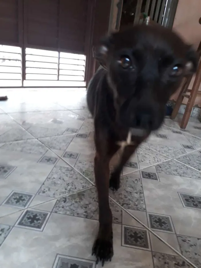 Cachorro ra a SRD idade 1 ano nome Neguinha 