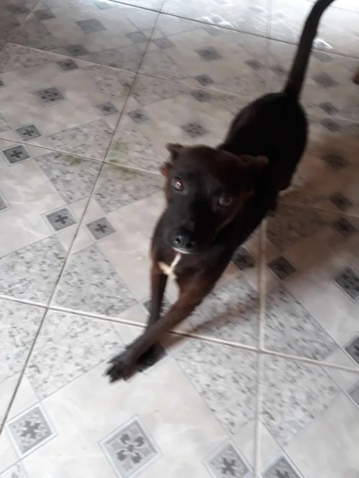 Cachorro ra a SRD idade 1 ano nome Neguinha 