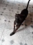 Neguinha