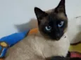 Nero fofo lindo