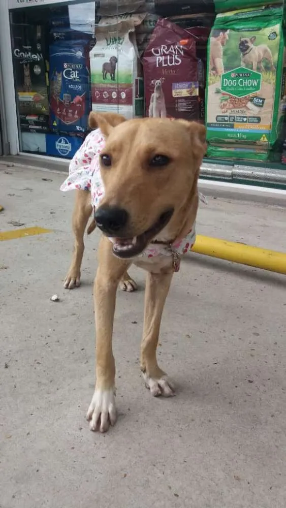 Cachorro ra a Não definida idade 1 ano nome Pérola Sorriso