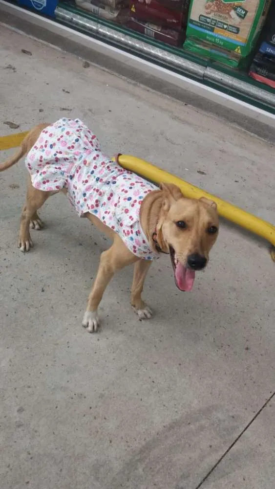 Cachorro ra a Não definida idade 1 ano nome Pérola Sorriso