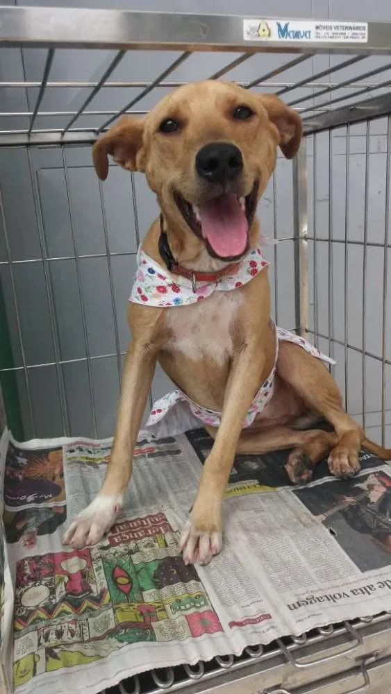 Cachorro ra a Não definida idade 1 ano nome Pérola Sorriso