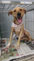 Pérola Sorriso