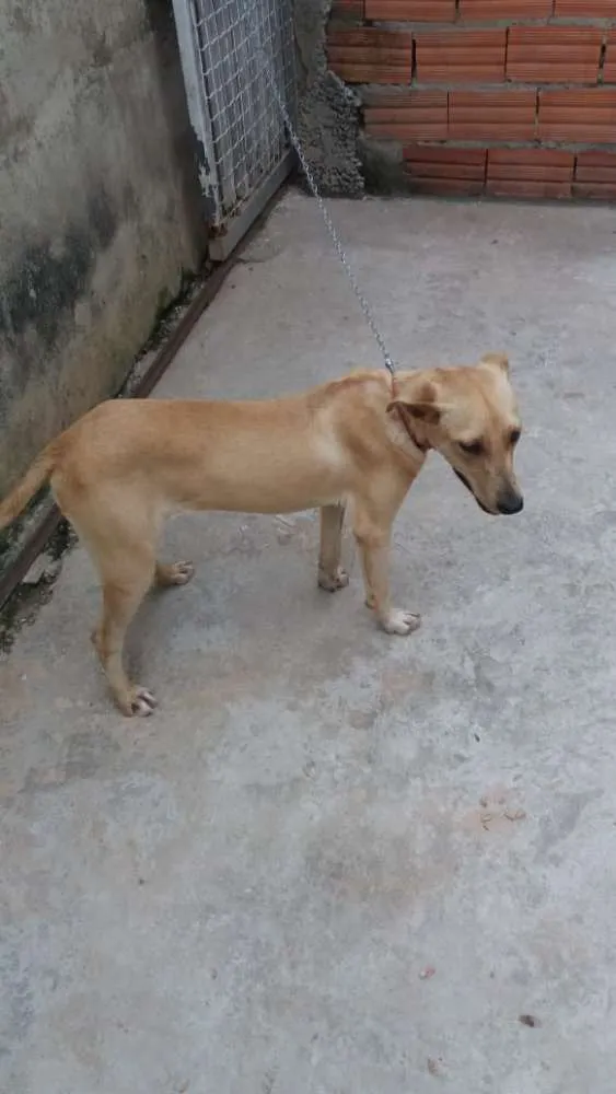 Cachorro ra a Não definida idade 1 ano nome Pérola Sorriso