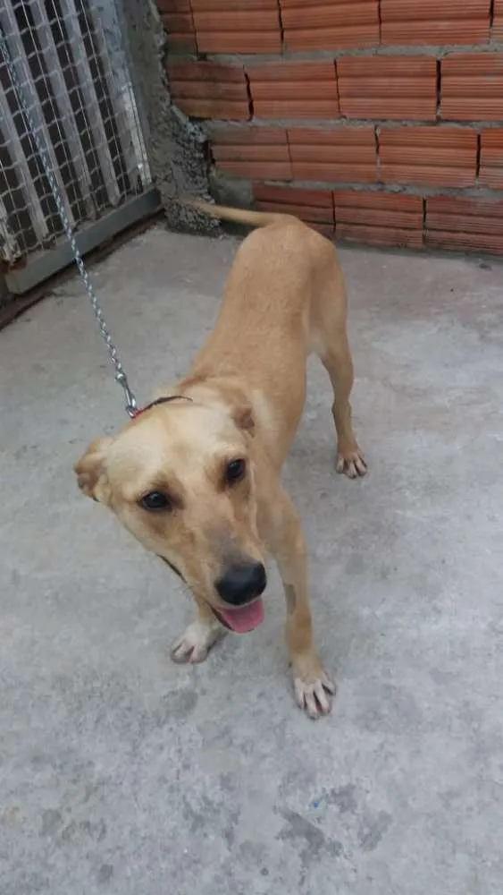 Cachorro ra a Não definida idade 1 ano nome Pérola Sorriso