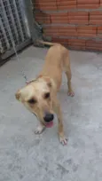 Pérola Sorriso