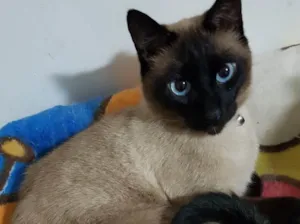 Gato raça Siamês  idade 6 ou mais anos nome Nero fofo lindo 