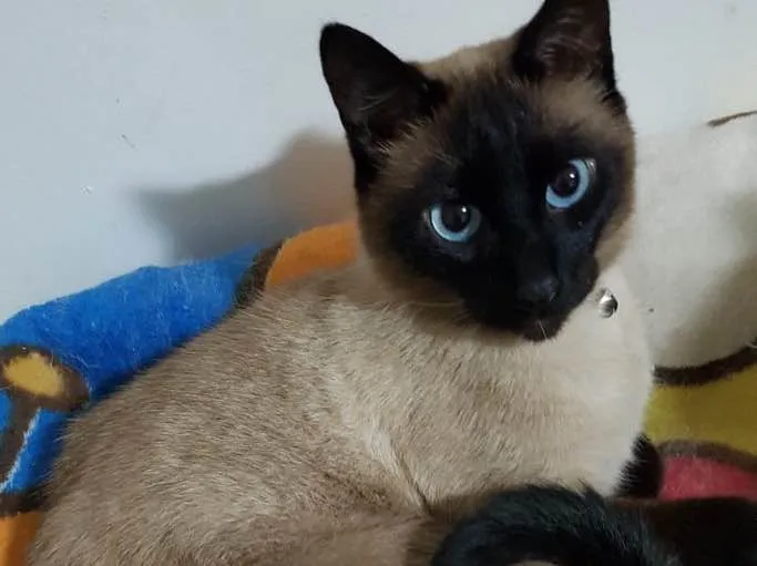 Gato ra a Siamês  idade 6 ou mais anos nome Nero fofo lindo 