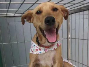 Cachorro raça Não definida idade 1 ano nome Pérola Sorriso
